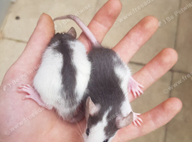Males and females rats