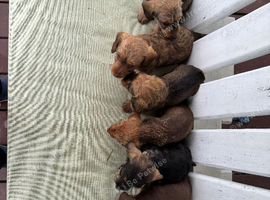 Mini Wire Haired Dachshund Pups