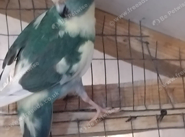 blue cream pied hen