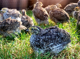 Coturnix quail