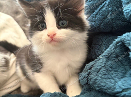 2x male kittens