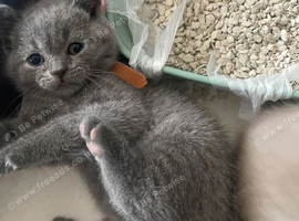Champion lined British short haired blues