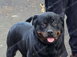 Stunning Female Available