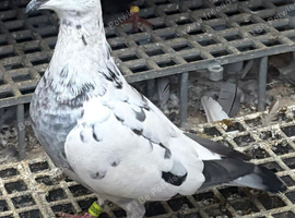 Racing pigeons Grizzle