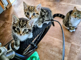 Kiten