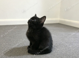 Male kittens