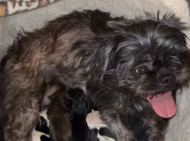 Shih Tzu puppies for sale