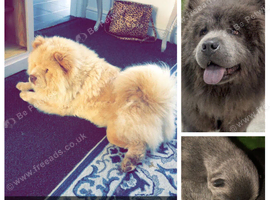 Beautiful chow chow babies