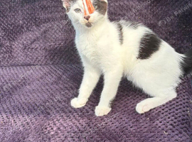 Kittens for sale