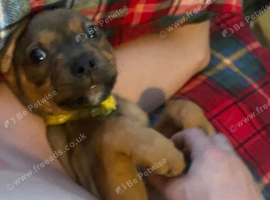 Rottweiler cross boxer