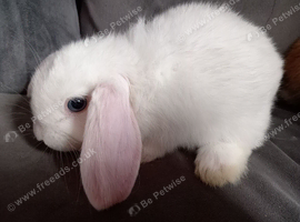 Purebred mini lops 7wks ready now