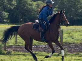 Quality classy and kind - TB Mare