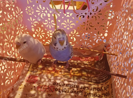 Young Budgie
