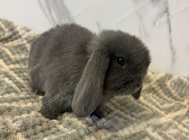 Mini lop rabbits