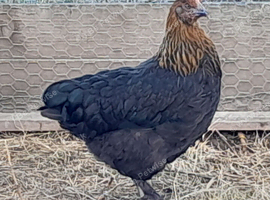 French Black Copper Maran Pullets