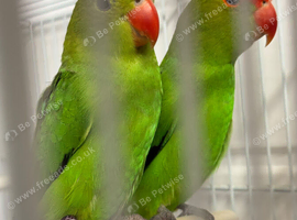 Pair abyssinian love birds