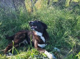 TAMMY &ndash; From an Abandoned Puppy in a Field to a Beautiful Young Girl Waiting for Home ️