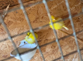 i&rsquo;ve got breeding pairs here