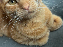 Ginger girl cat