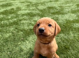 Copper Comets &ndash; Fox Red Labrador Puppies