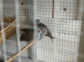 Diamond doves