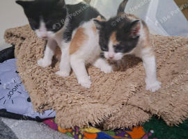 Sphynx cross kittens