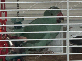Young ringneck male