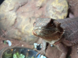 5 year old bearded dragon and her vivarium