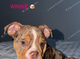 6 month English bulldog