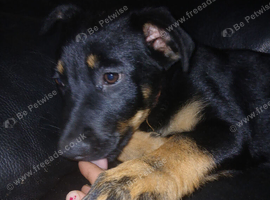 Shepweiler pups