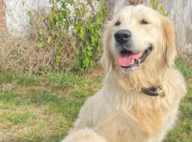 Golden retriever puppies