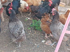 Hens