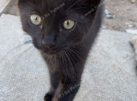 Tabby and black girls