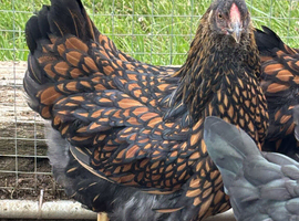Gold Laced Wyandotte Point of Lay female chickens