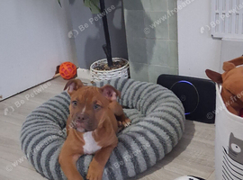 13wks old male cross urgent home needed