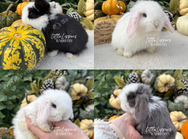 Baby Mini Lops To Reserve!