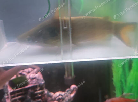 Freshwater Sun catfish (Horabagrus brachysoma)