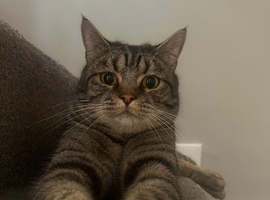 British shorthair cross for rehome 2 years old