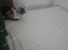 I need to rehome my cats cinnamon and cosmic ive had tp move due to a stoke my flat is too small for them i need them rehomed asap