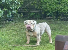 English bulldog male.