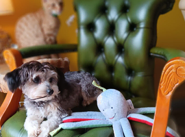 Chorkie male puppy for sale .