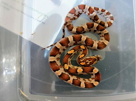 YOUNG ANERY CORN SNAKE