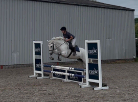 Kind & Genuine Class 1 Connemara Mare