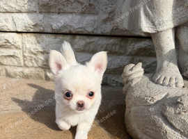 **Chihuahua Puppies &ndash; Tiny Paws, Huge Personalities**