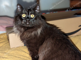 Beautiful Ragdoll x Maine Coon Girl Kitten