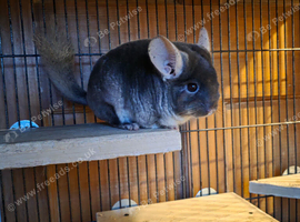 Beautiful boy chinchilla