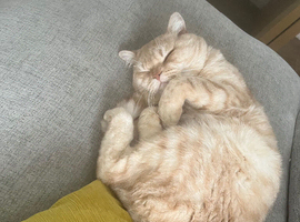 Beautiful Ginger British Shorthair Looking for a Loving Home