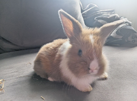 Mini lion lop boys ready 5th july