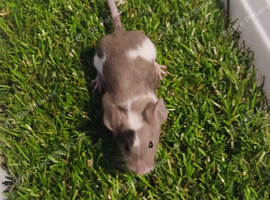 pet mice delivery available
