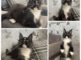 AMAZING HEALTH TESTED TICA REGISTERED MAINE COON KITTENS